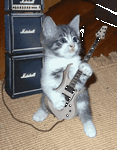 pic for Guitarist Cat  